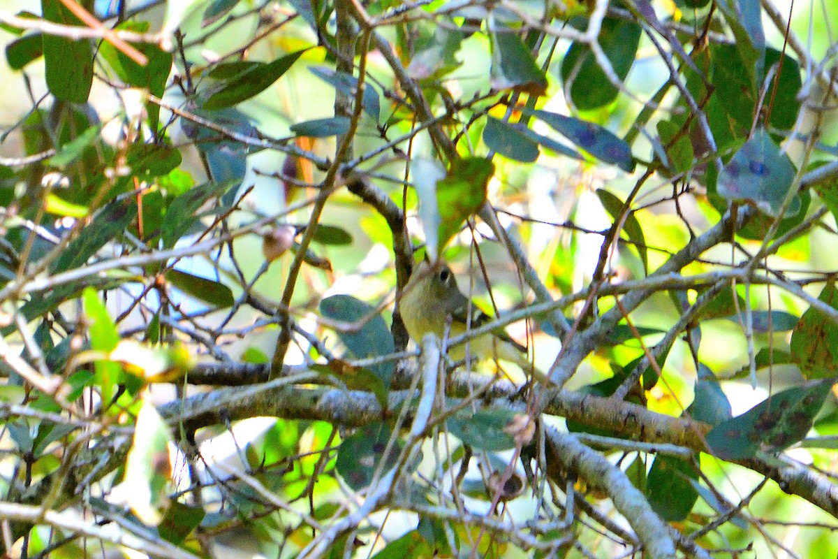 Ruby-crowned Kinglet - Michael Coppola