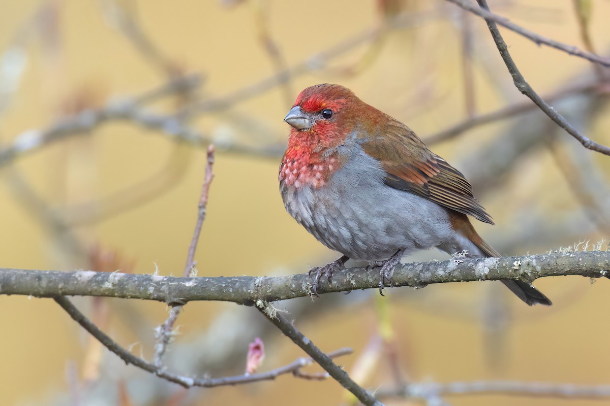 Roselin à tête rouge - ML618423393