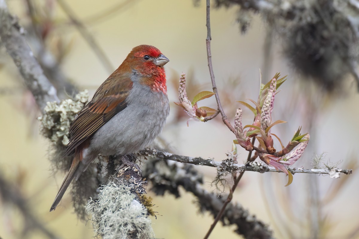 Crimson-browed Finch - ML618423394