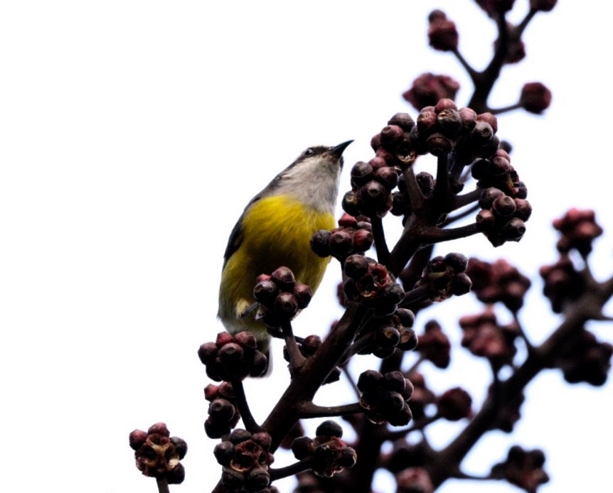 Sucrier à ventre jaune - ML618423397