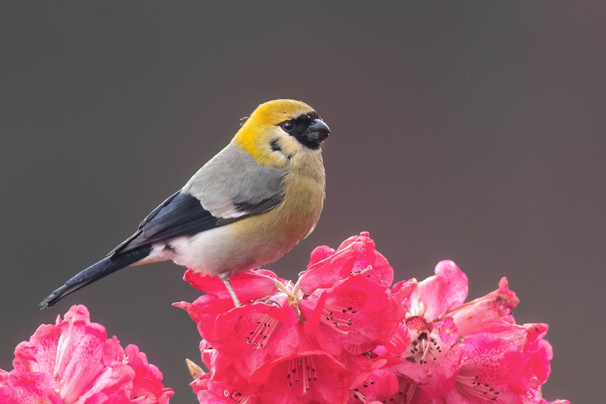 Red-headed Bullfinch - ML618423398