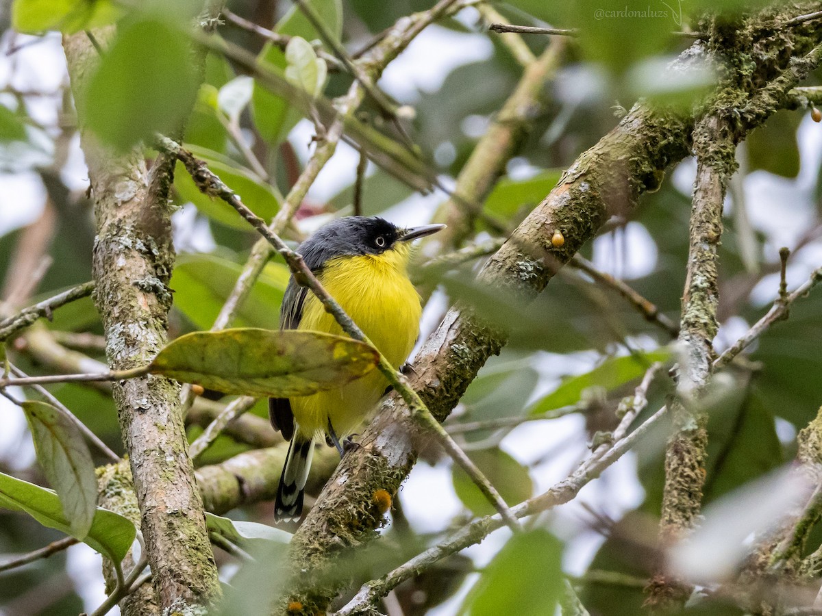 Common Tody-Flycatcher - Luz S Cardona M