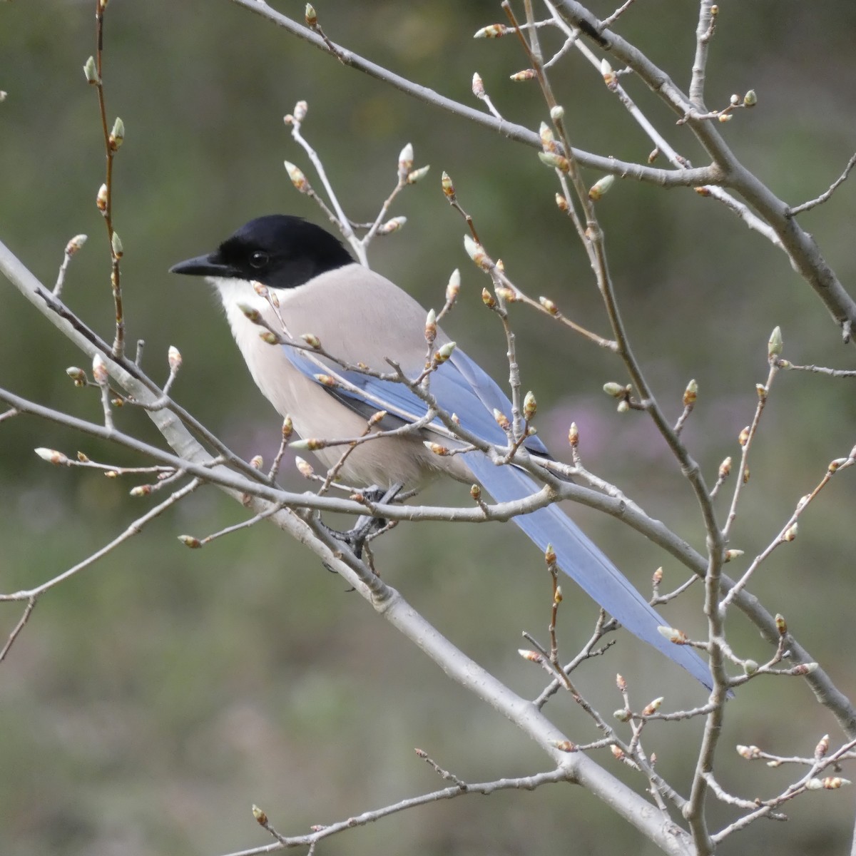 Pie-bleue ibérique - ML618423414