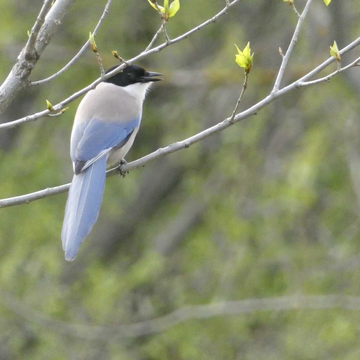 Pie-bleue ibérique - ML618423421