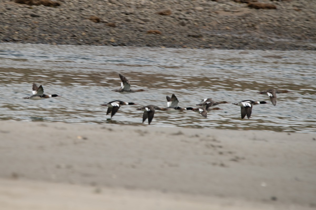 Red-breasted Merganser - ML618423439