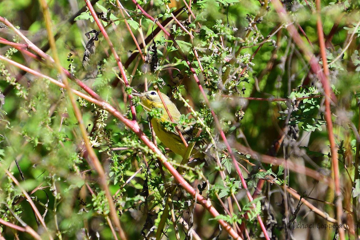 Palm Warbler - Michael Coppola