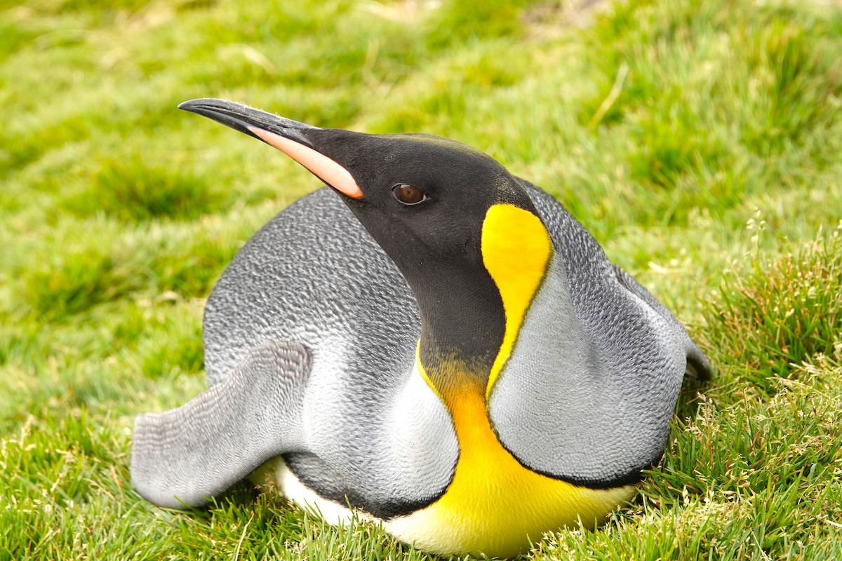 Королевский пингвин - ML618423457