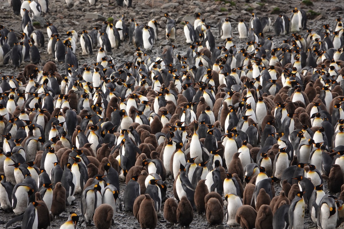 tučňák patagonský - ML618423458