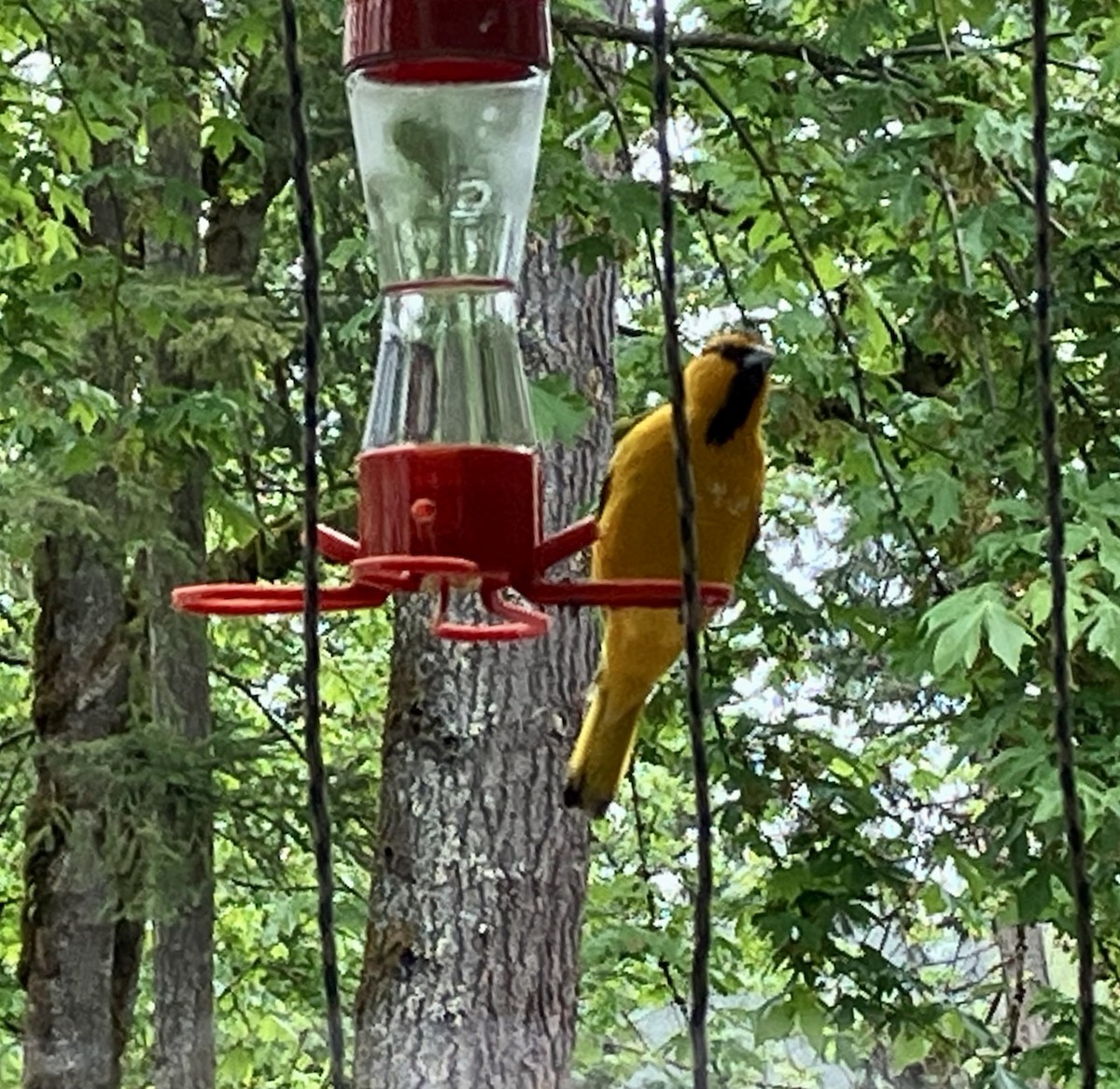 Bullock's Oriole - Vickie Buck