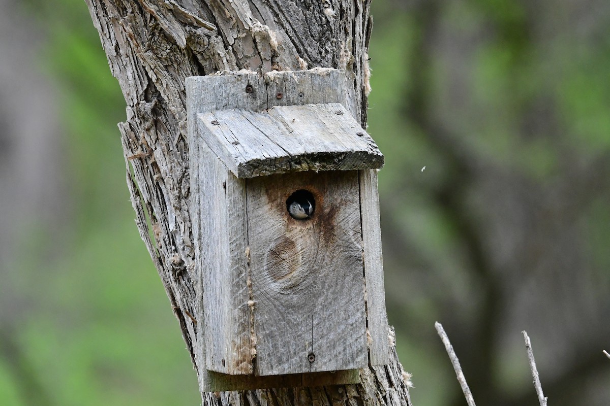 White-breasted Nuthatch (Eastern) - Paul Herwood