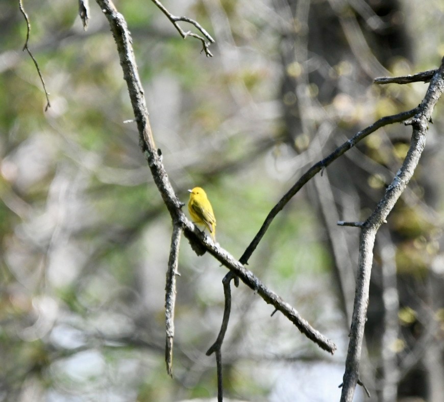 Paruline jaune - ML618423609