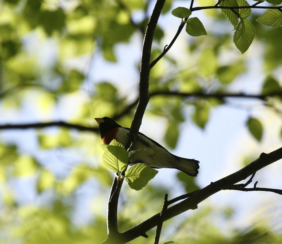 Rose-breasted Grosbeak - ML618423615