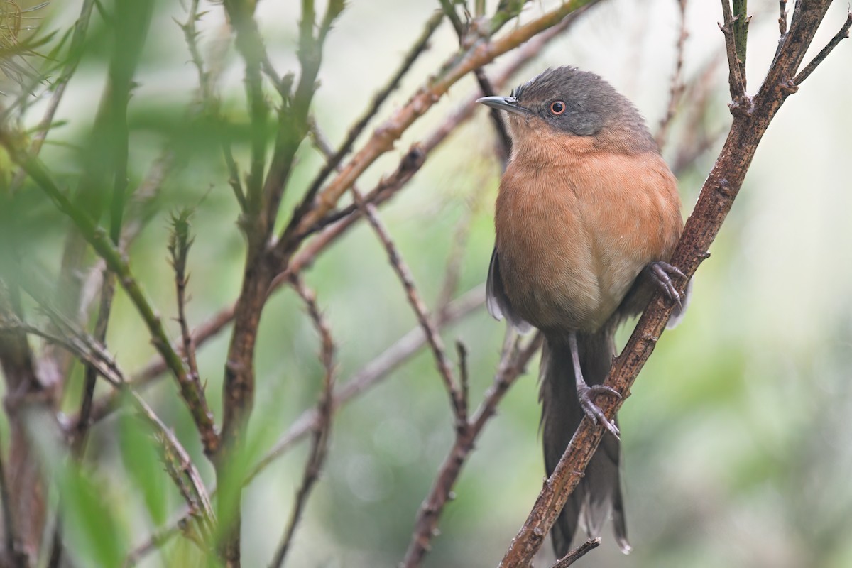 Victorin's Warbler - Regard Van Dyk