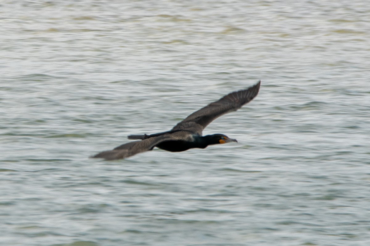 Double-crested Cormorant - tim goodwin