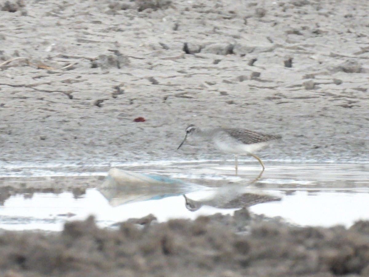 Wood Sandpiper - Ramesh Desai