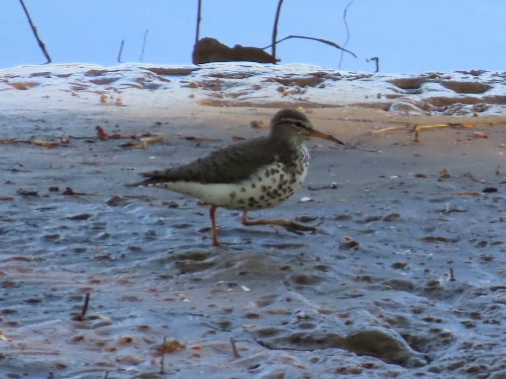 Spotted Sandpiper - Theo Rickert