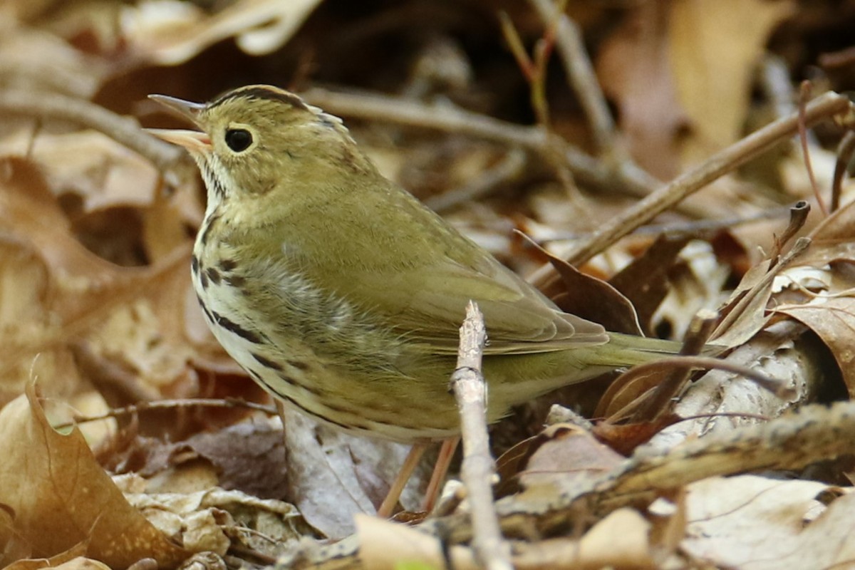 Paruline couronnée - ML618423689