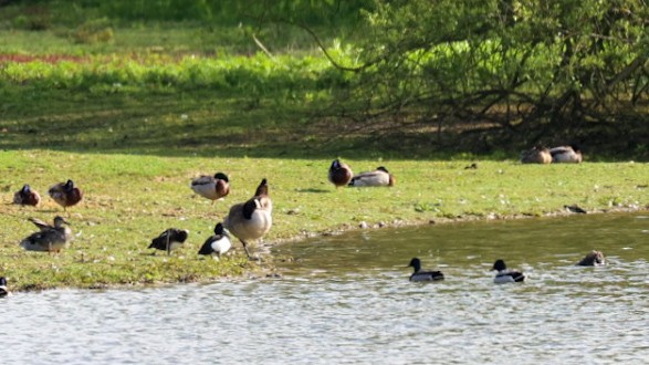 Tufted Duck - Samuel Gautier