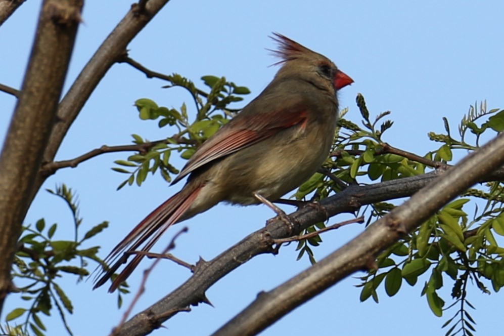 Northern Cardinal - michael vedder