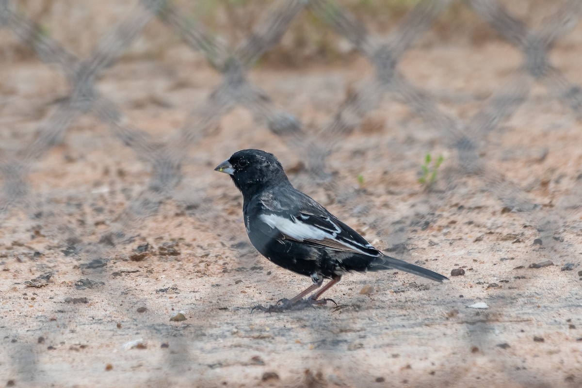 Lark Bunting - Michael Herrera