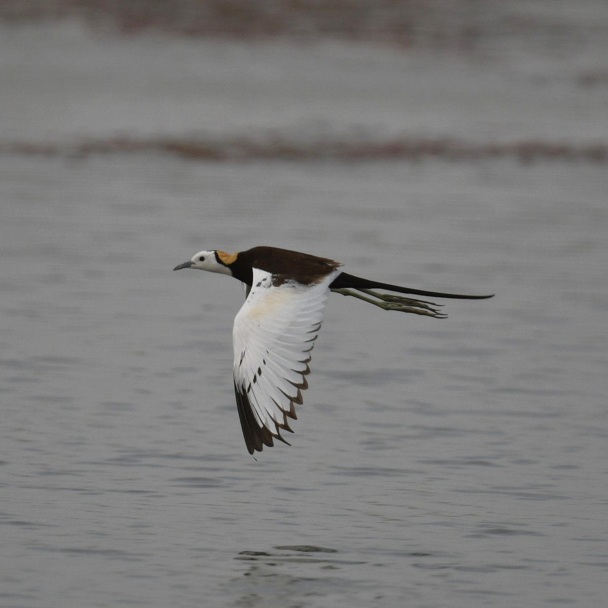 Pheasant-tailed Jacana - Manas マナサ