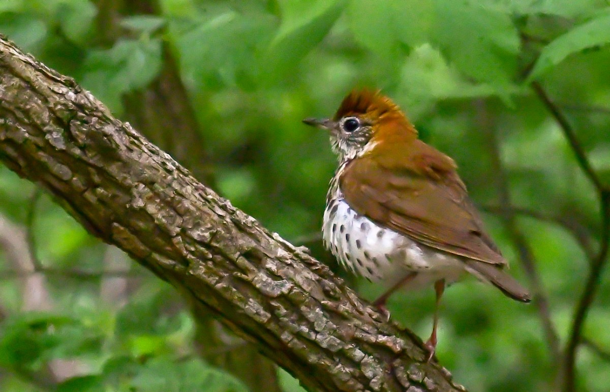 Wood Thrush - Bob Reiter