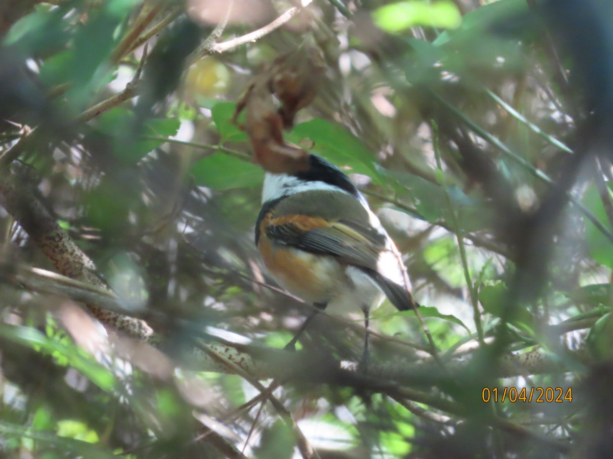 ムナグロセワタビタキ（capensis） - ML618423723