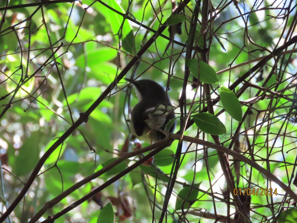 ムナグロセワタビタキ（capensis） - ML618423724