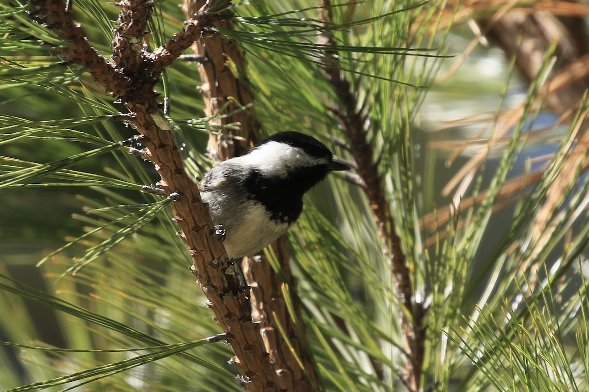 Mexican Chickadee - Michele Swartout