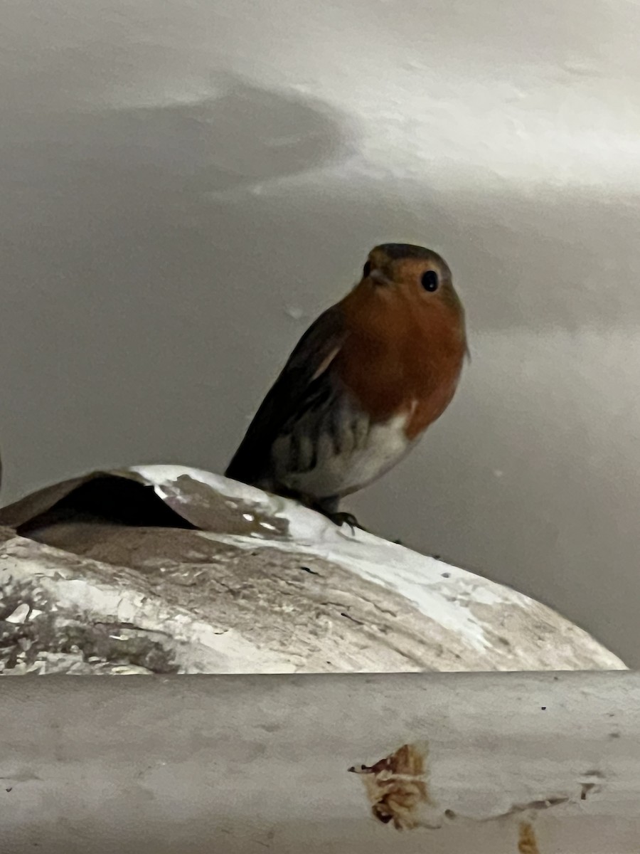 European Robin - Steve Nicolai