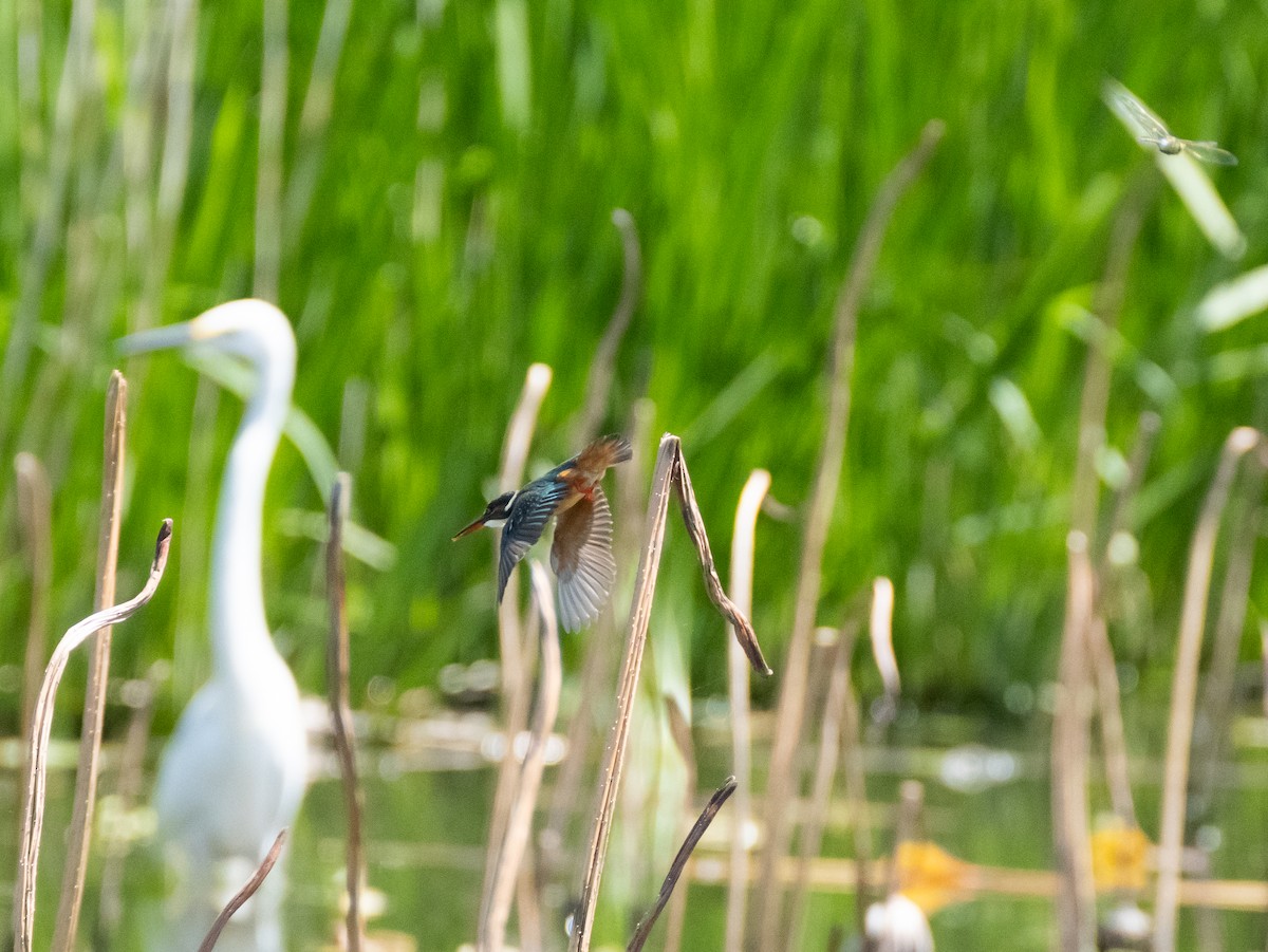 Common Kingfisher - ML618423770