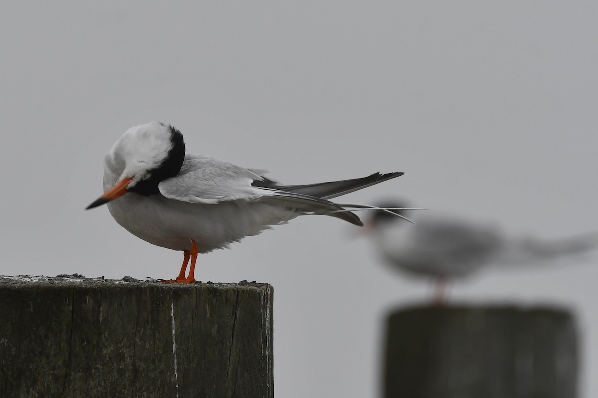 Forster's Tern - Kevin Kelly