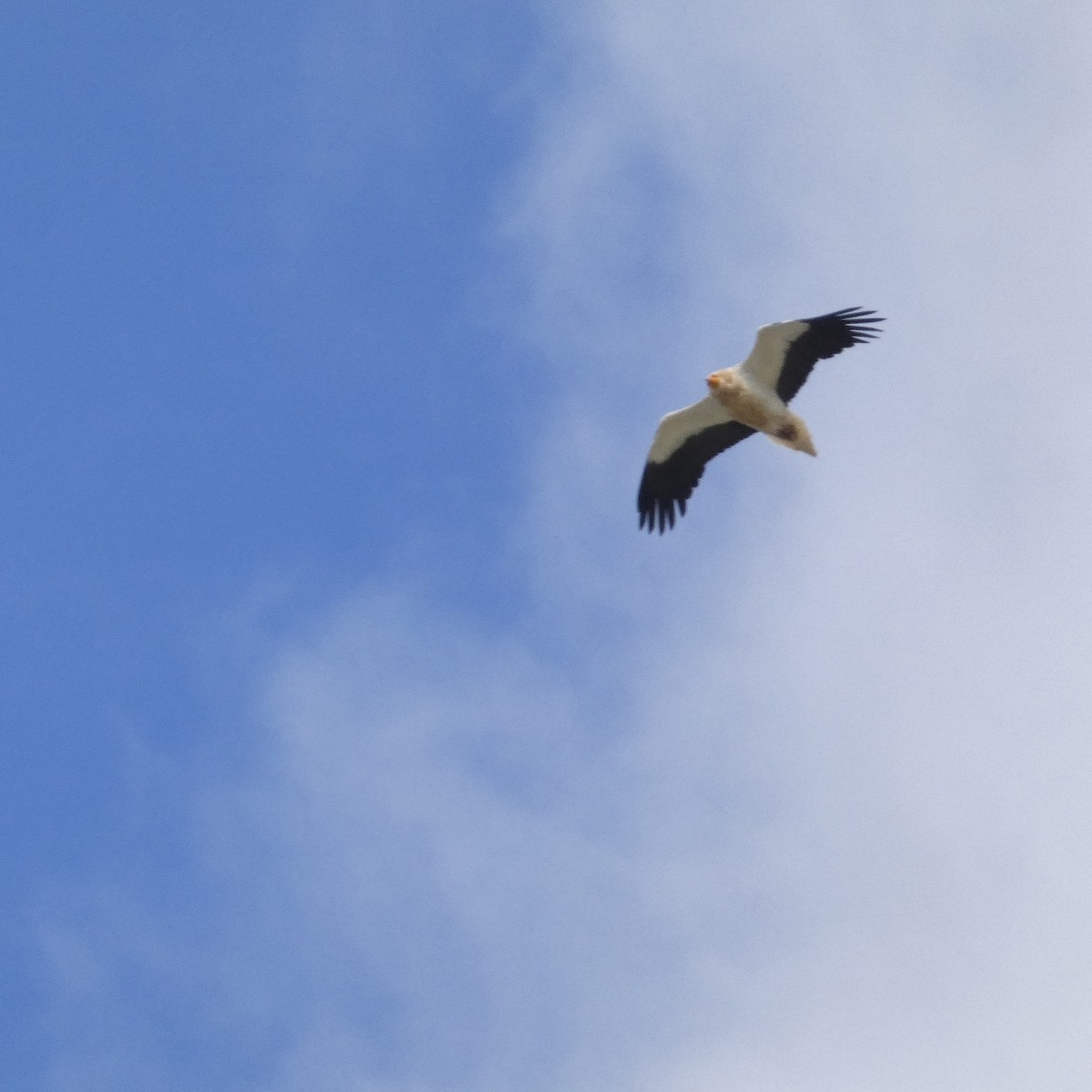 Egyptian Vulture - ML618423834