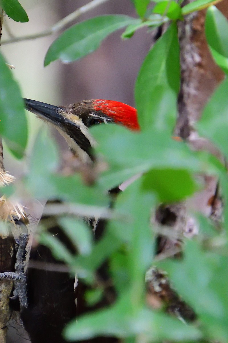 Pileated Woodpecker - ML618423836