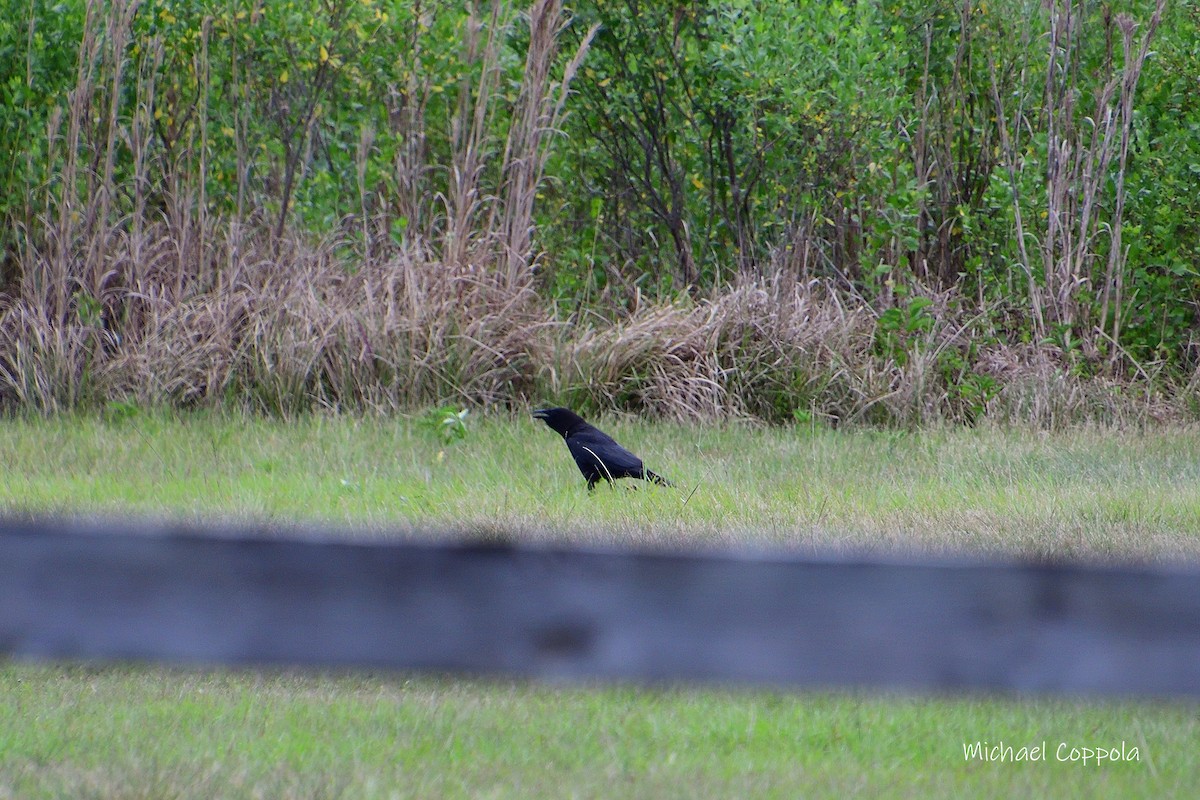 American Crow - ML618423844