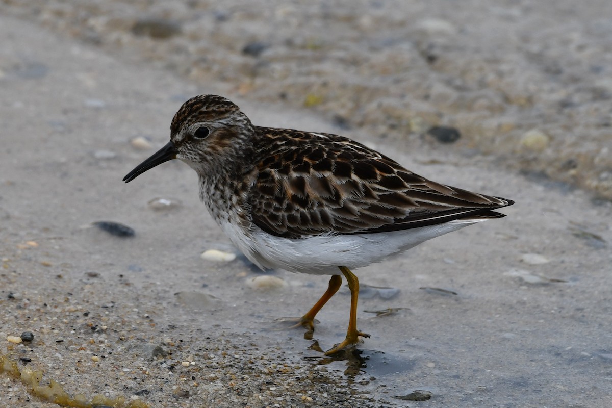 Least Sandpiper - Kevin Kelly