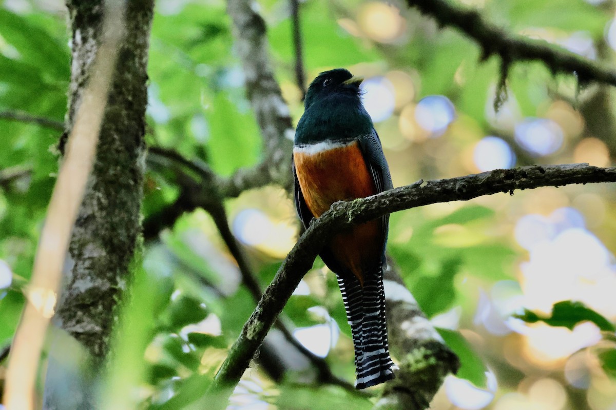 Collared Trogon (Orange-bellied) - ML618423852