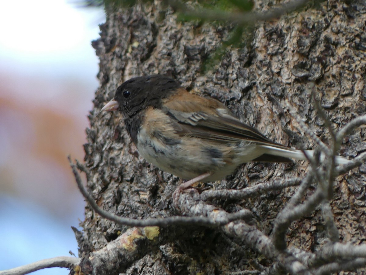 Dark-eyed Junco - Robin Conway