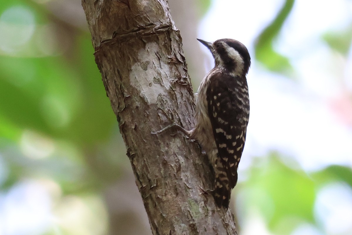 Sunda Pygmy Woodpecker - Akekachoke Buranaanun