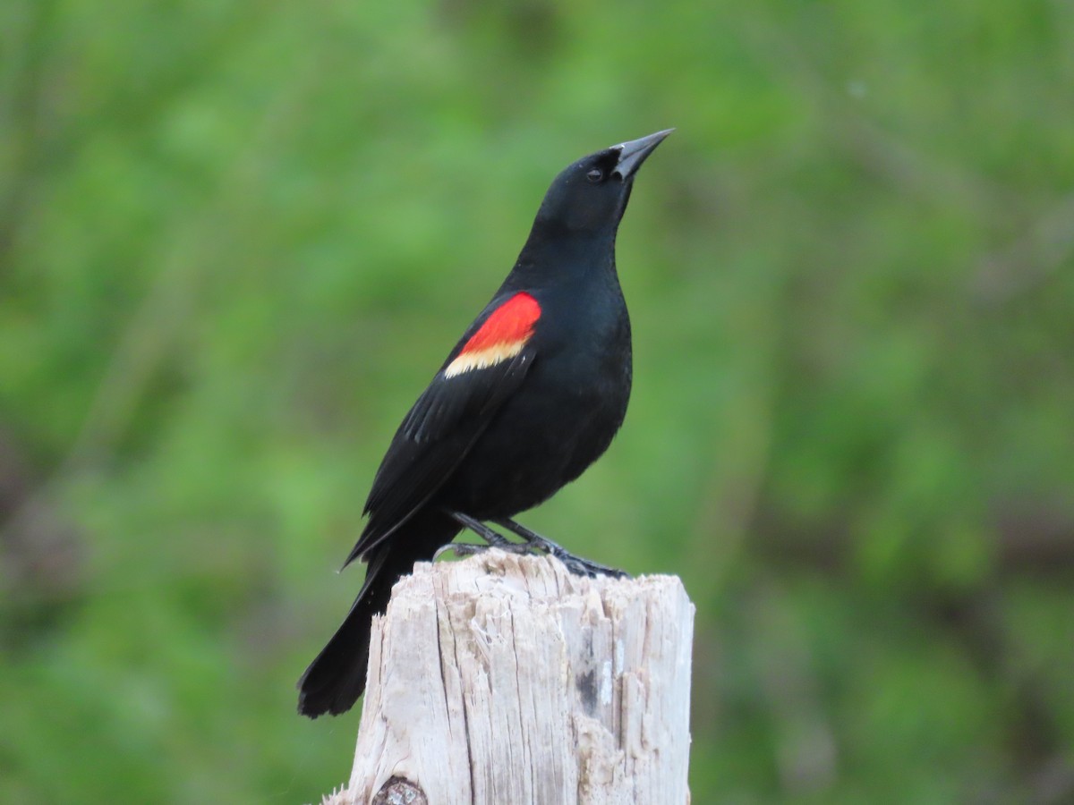 Red-winged Blackbird - ML618423923