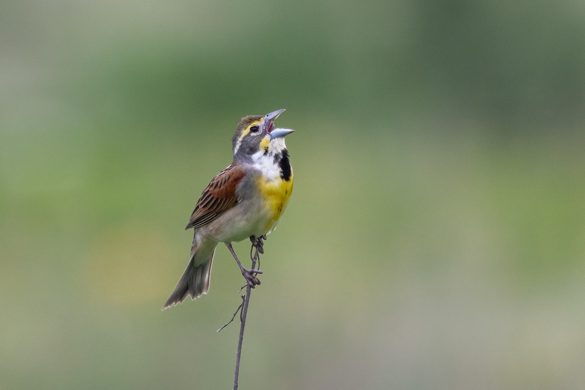 Dickcissel - Michael Herrera