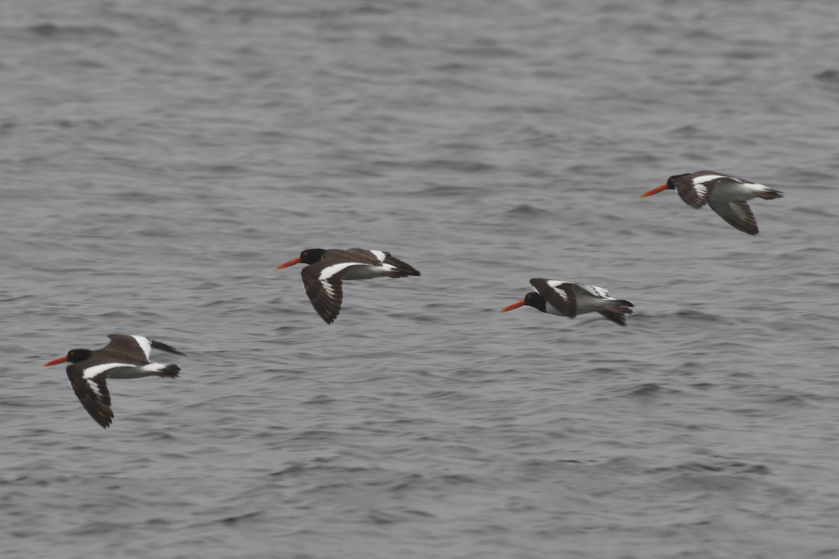 American Oystercatcher - ML618423945