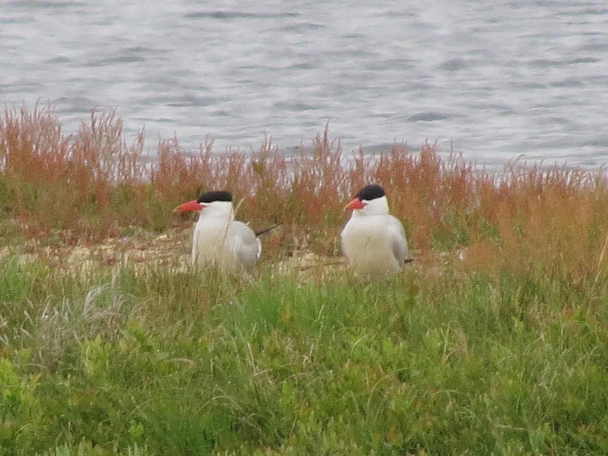 Caspian Tern - ML618423950