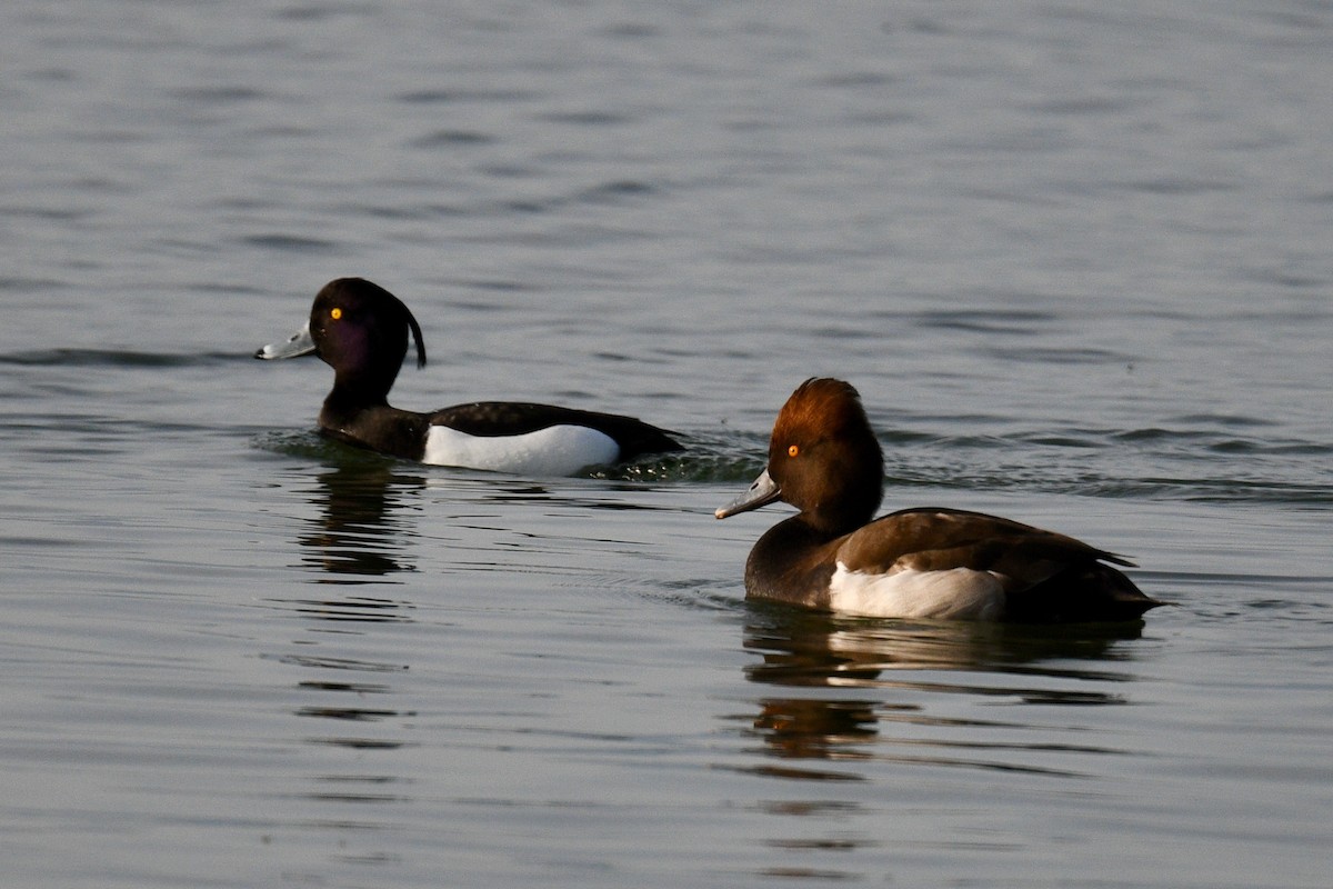 Red-crested Pochard x Tufted Duck (hybrid) - Jacques Erard