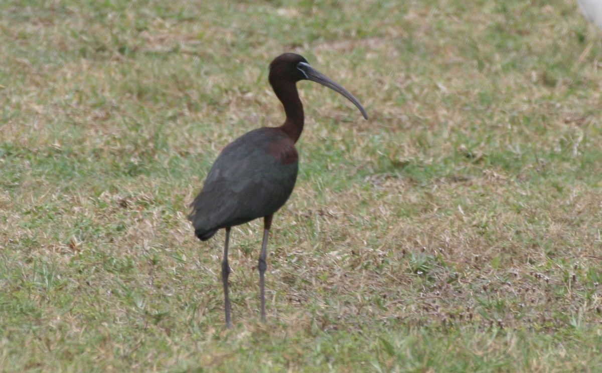 Glossy Ibis - ML618423957