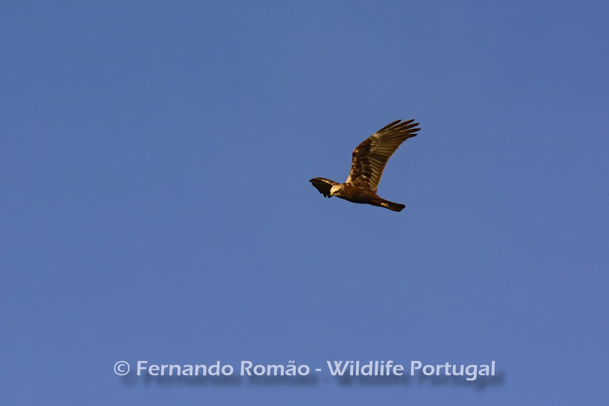 Western Marsh Harrier - ML618423990