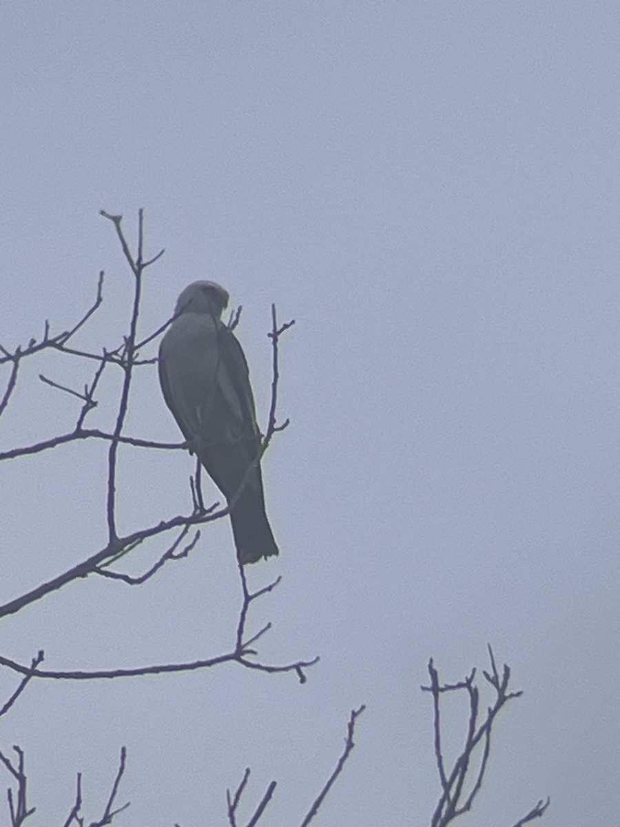 Mississippi Kite - Dale Zigelsky