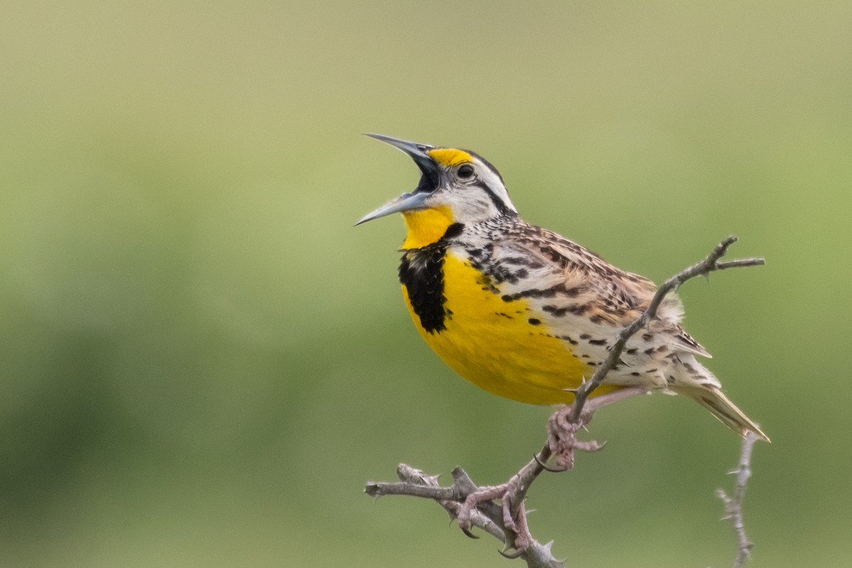 Eastern Meadowlark - ML618424049