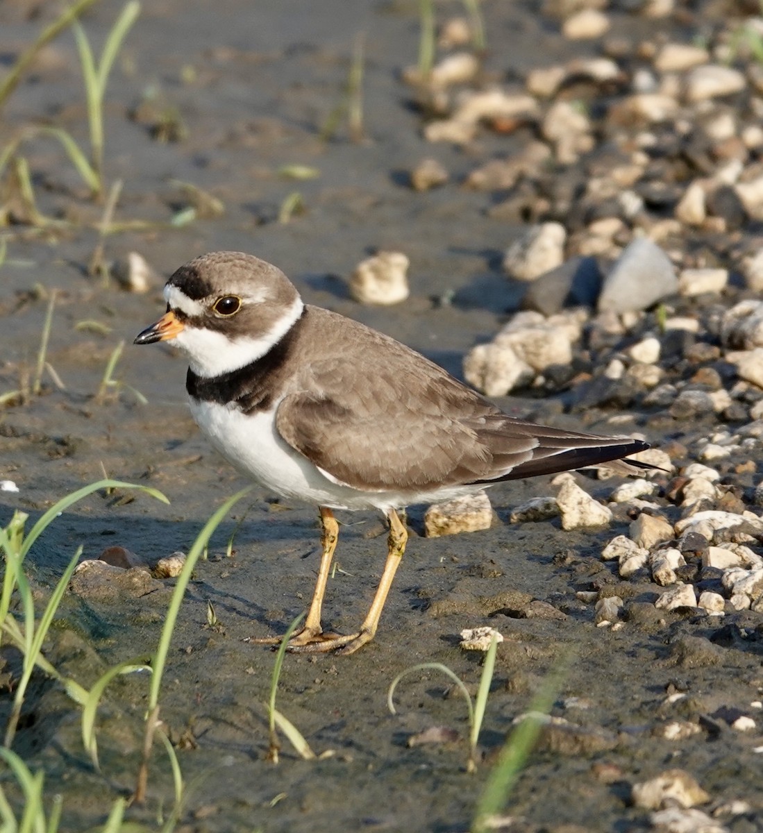Semipalmated Plover - ML618424081