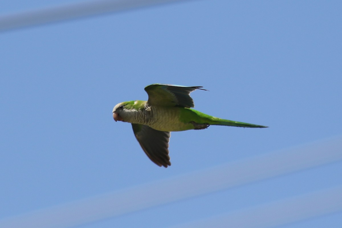 Monk Parakeet - Justyn Stahl